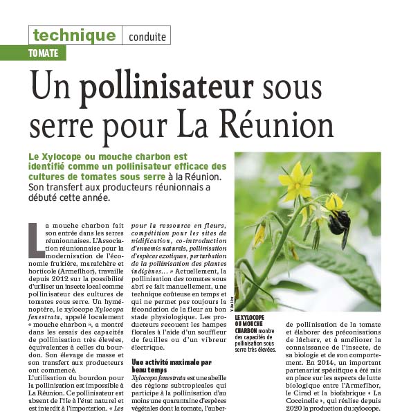 sq_Article_Xyloope