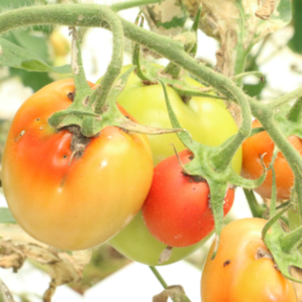 Tomate sous abri