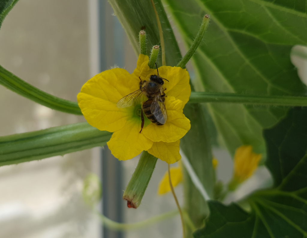 Technicien(ne) agricole – Pollinisation