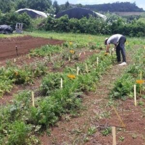 DES SOLUTIONS ALTERNATIVES POUR PROTÉGER NOS CULTURES : LE PROJET SA’IRA DÉMARRE